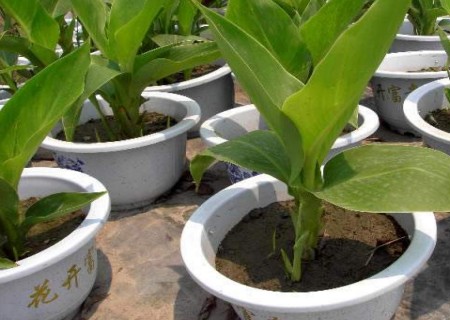 Planting method of aquatic canna