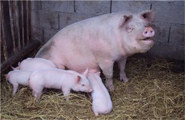 Reasons why sows do not breastfeed