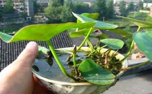 How to grow bowl lotus-the planting method of bowl lotus