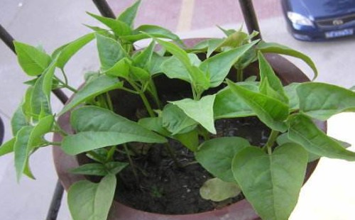 Planting method of potted Thunder Flower