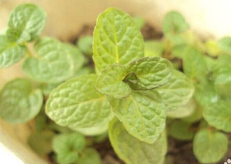 Peppermint seed planting method