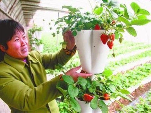 What are organic strawberries? Planting techniques of potted organic strawberries