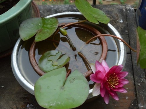 How to plant water lilies in pots? How to plant potted water lilies