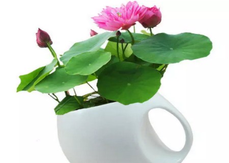 Hydroponic culture method of lotus bowls