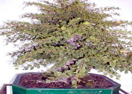 How to breed and cultivate bonsai of sparrow plum vine