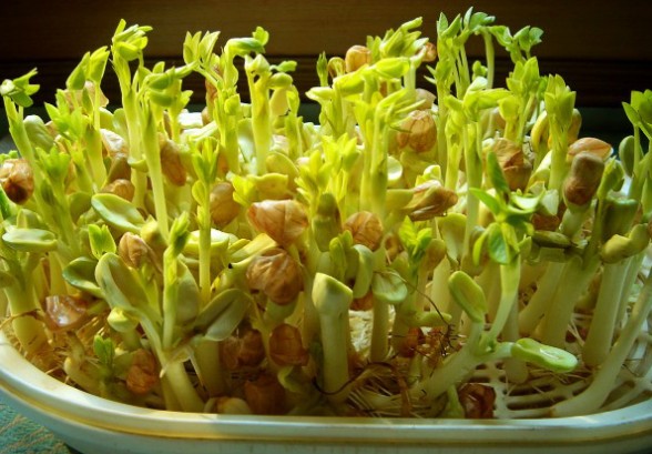 Soilless cultivation techniques of sprouts and vegetables that can be used as bonsai