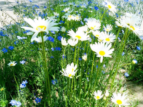 Planting method of Chrysanthemum morifolium