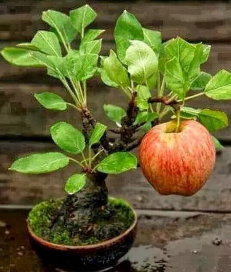 Five characteristics of bonsai of fruit trees