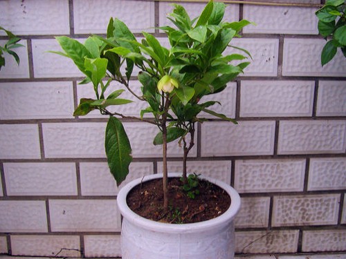 Planting technique of potted night flower