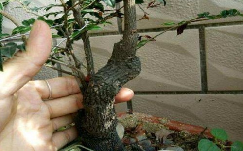 The method of making bonsai of black bone tea