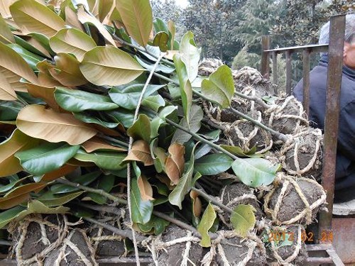 Grafting technique of Magnolia Magnolia (Magnolia Magnolia)