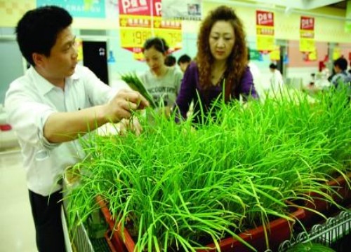 Bonsai leek that can be eaten and enjoyed