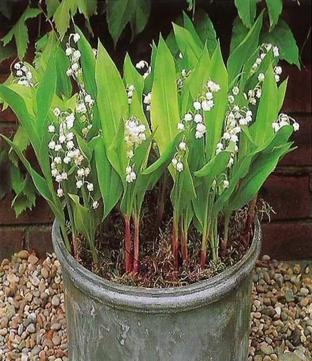 How to grow lily orchids