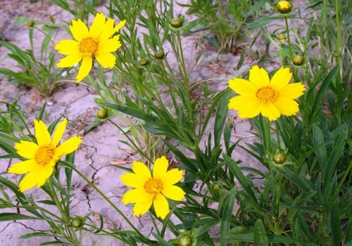 Planting method of Chrysanthemum morifolium