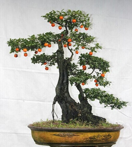 How to make the bonsai of golden marbles blossom and bear fruit