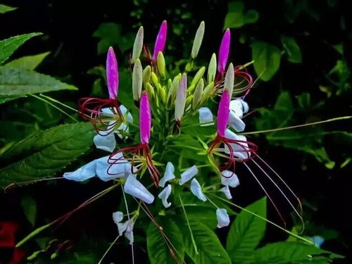 Planting technique of potted drunken butterfly