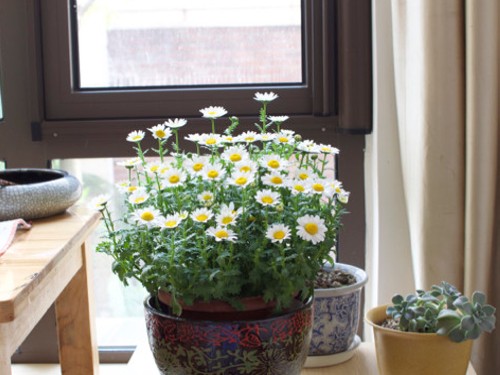 Cultivation method of potted white crystal chrysanthemum