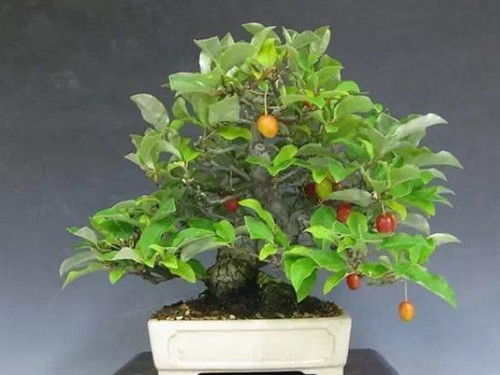 Cultivation techniques of Elaeagnus angustifolia bonsai