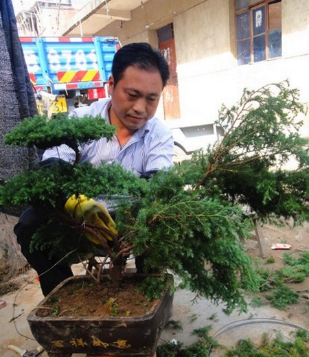 Transplanting technique of Pine Bonsai