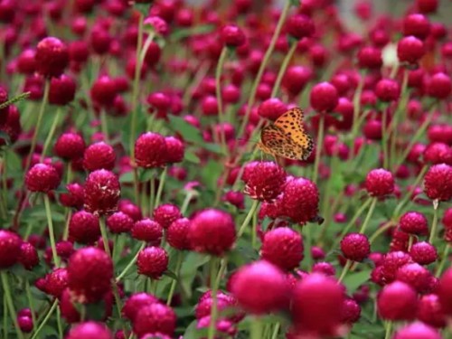 How to grow thousand-day red? Planting technique of thousand-day red