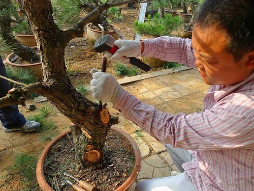 How to transplant black pine bonsai