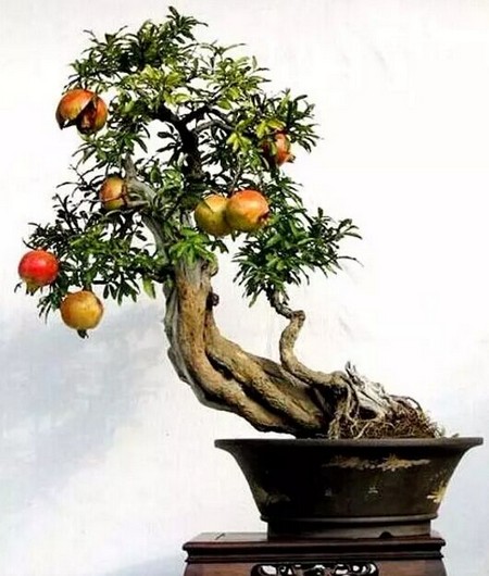 Characteristics of Root System of Fruit Tree Bonsai