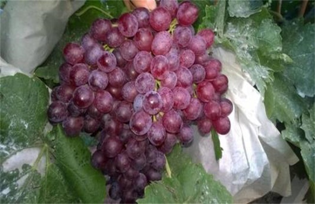 High-yielding cultivation techniques of Ruby Grape