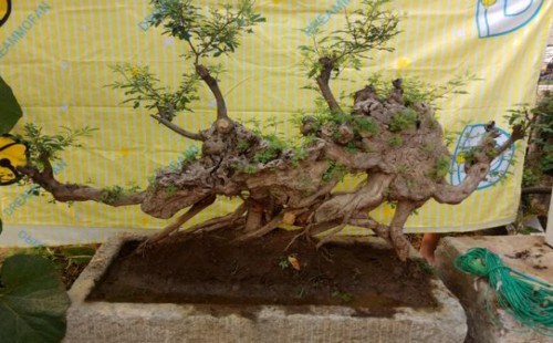 The method of making bonsai with bauhinia pimples