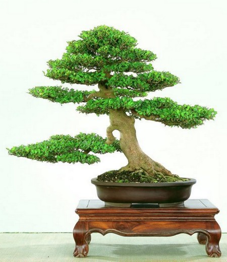 Planting methods and matters needing attention of mosquito mother bonsai