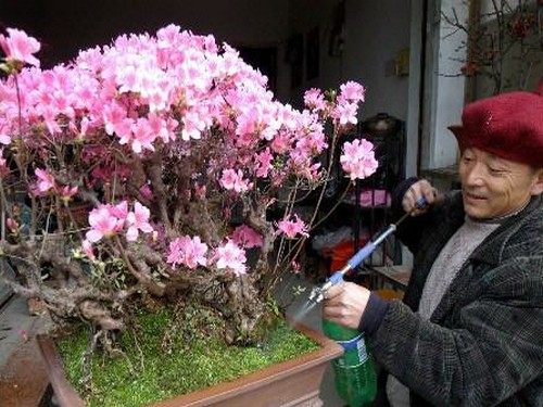 Cultivation techniques of bonsai in Yingshanhong