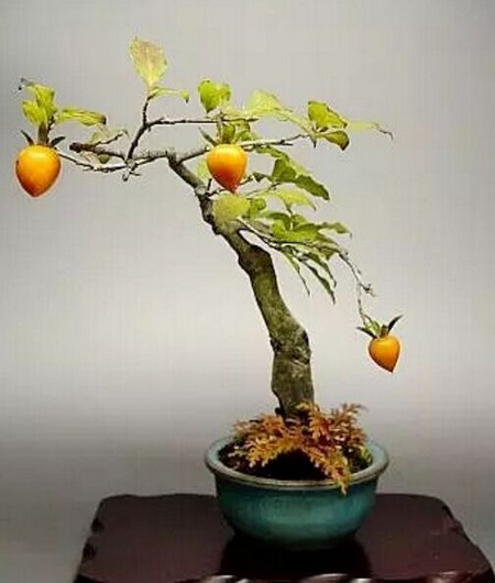 Types and characteristics of bonsai buds of fruit trees