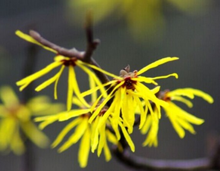 Planting technique of witch hazel