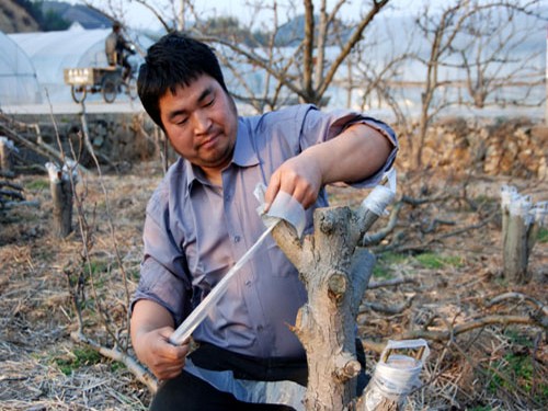 Pear Grafting Technique