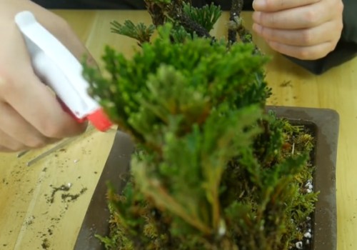 How to make Selaginella bonsai