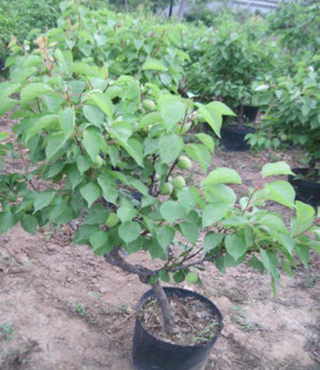 Planting methods and matters needing attention of apricot trees