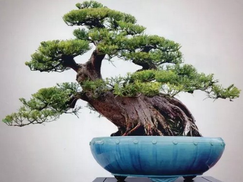 Cultivation of Pinus glyptostroboides potted landscape