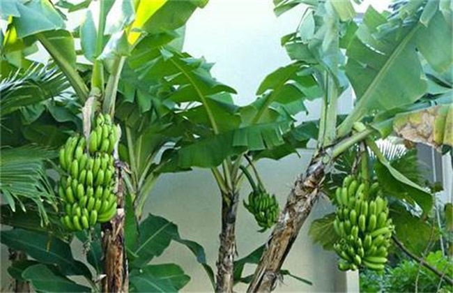 Banana planting management technology