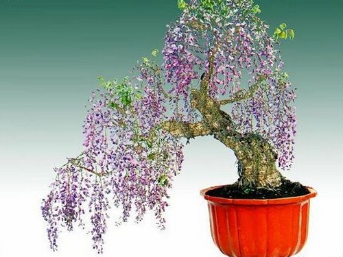 How do you grow wisteria? Wisteria planting method