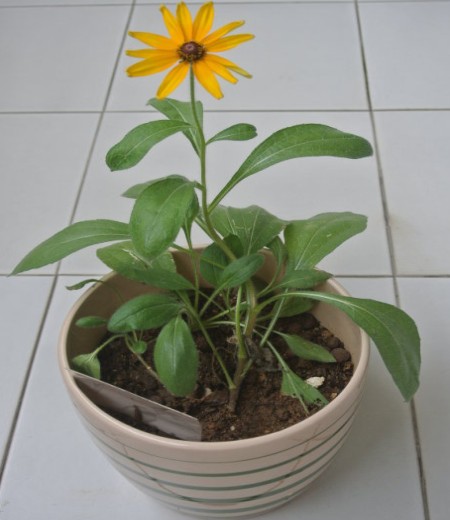 Planting method of Chrysanthemum morifolium