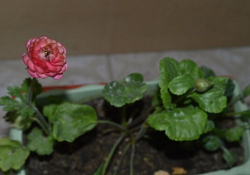 An example of planting method of Ranunculus