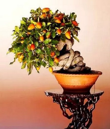 Growth characteristics of bonsai branches of fruit trees