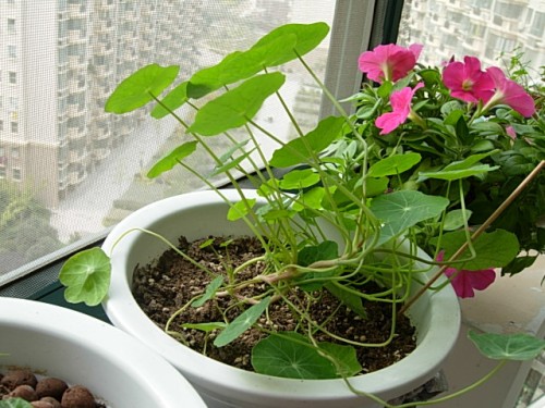 Illustration of planting method of potted Trollius chinensis