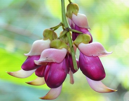 Planting technique of Sparrow Flower