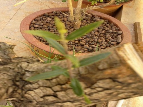 Cultivation techniques of Robinia pseudoacacia