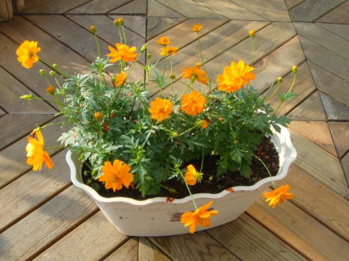 Planting method of sulfur chrysanthemum