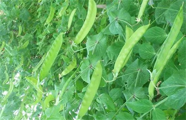 Key points of cultivation techniques of Dutch Bean in greenhouse