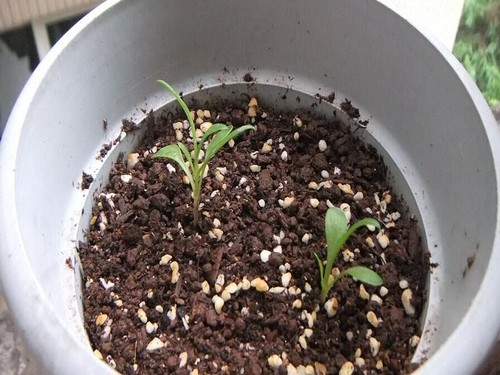 How to grow cornflower? Planting method of cornflower