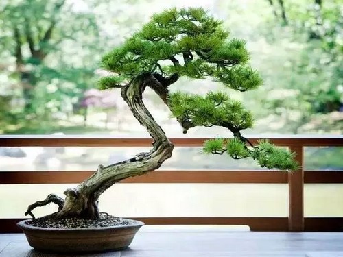 The making method of Pine Bonsai