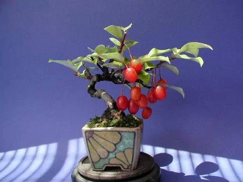 The method of making Elaeagnus angustifolia bonsai