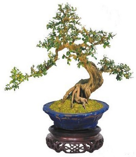 The process of making boxwood bonsai